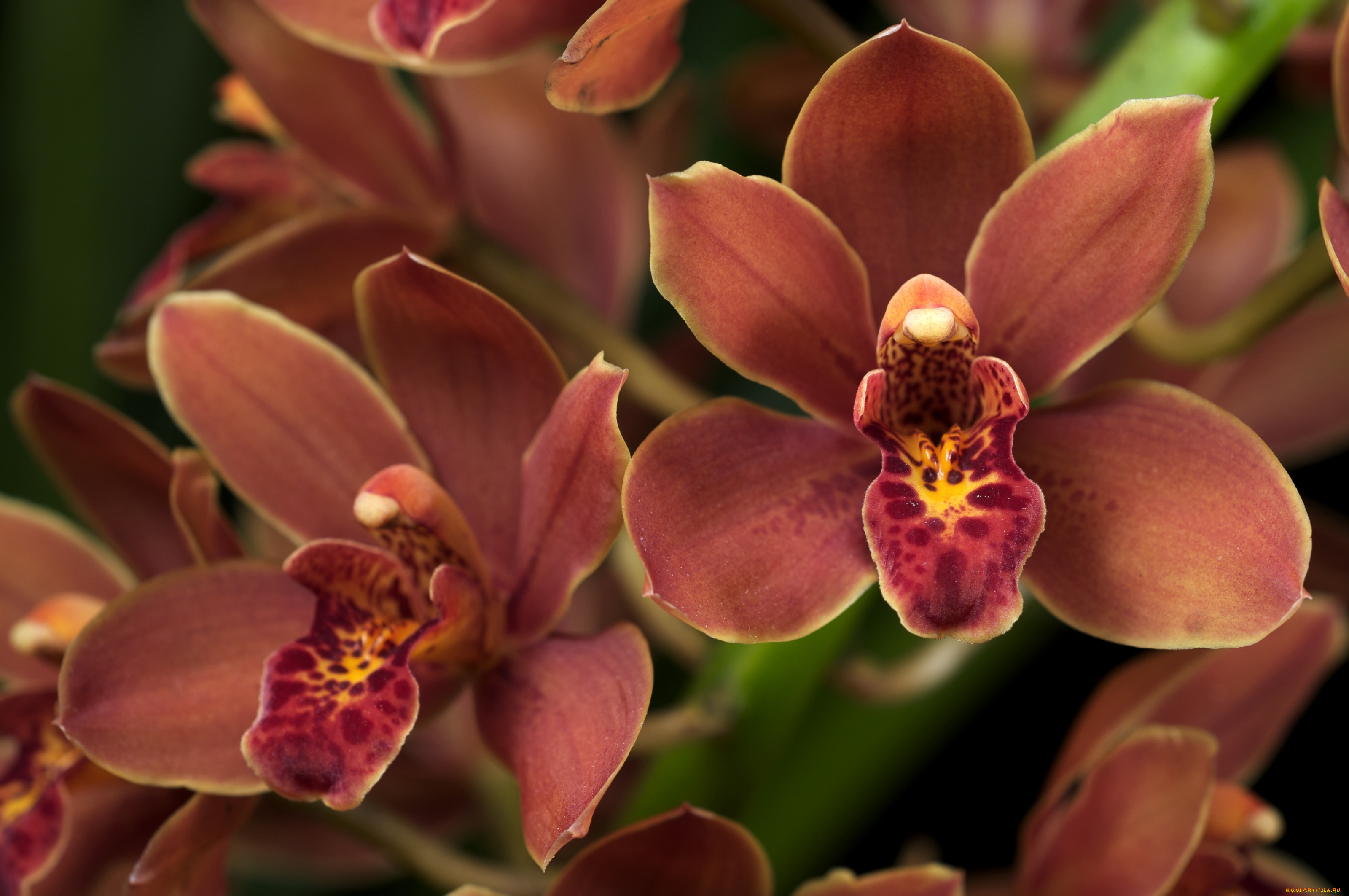 Оранжевый Cymbidium Orchid